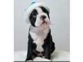 boston-terrier-puppies-for-sale-in-bronx-ny-small-4