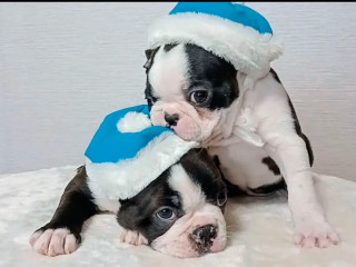 Boston Terrier Puppies for Sale in Bronx, NY