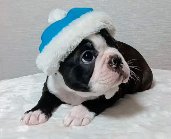 boston-terrier-puppies-for-sale-in-bronx-ny-big-3