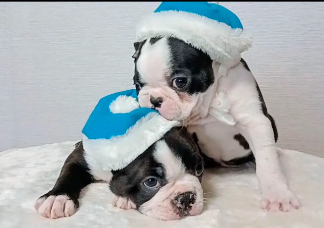 boston-terrier-puppies-for-sale-in-bronx-ny-big-0