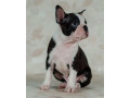 boston-terrier-boy-for-sale-in-los-angeles-ca-small-0