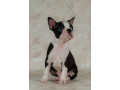 boston-terrier-boy-for-sale-in-los-angeles-ca-small-2