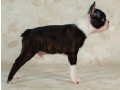 boston-terrier-boy-for-sale-in-los-angeles-ca-small-1