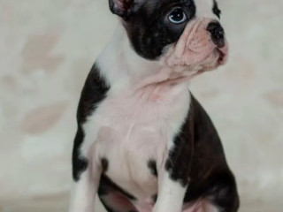 Boston Terrier Boy for Sale in Los Angeles, CA