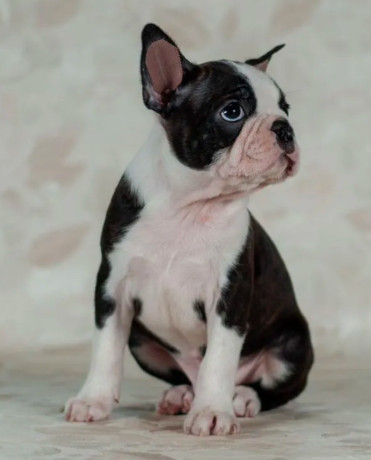 boston-terrier-boy-for-sale-in-los-angeles-ca-big-0