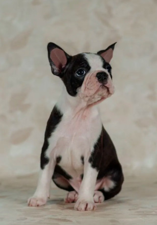 boston-terrier-boy-for-sale-in-los-angeles-ca-big-2