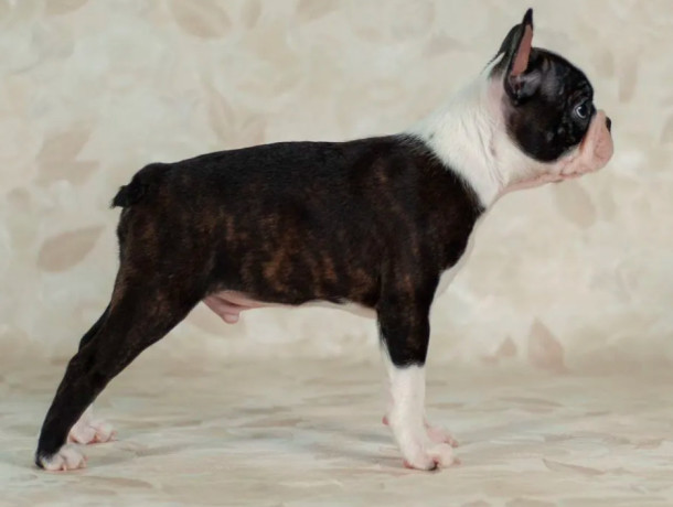 boston-terrier-boy-for-sale-in-los-angeles-ca-big-1