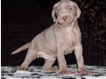 weimaraner-puppies-for-sale-in-dallas-tx-small-1