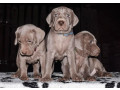 weimaraner-puppies-for-sale-in-dallas-tx-small-0