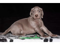 weimaraner-puppies-for-sale-in-dallas-tx-small-2