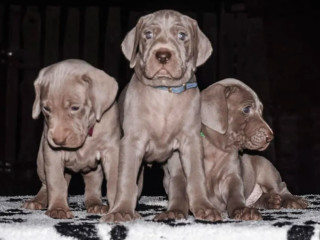 Weimaraner Puppies for Sale in Dallas, TX