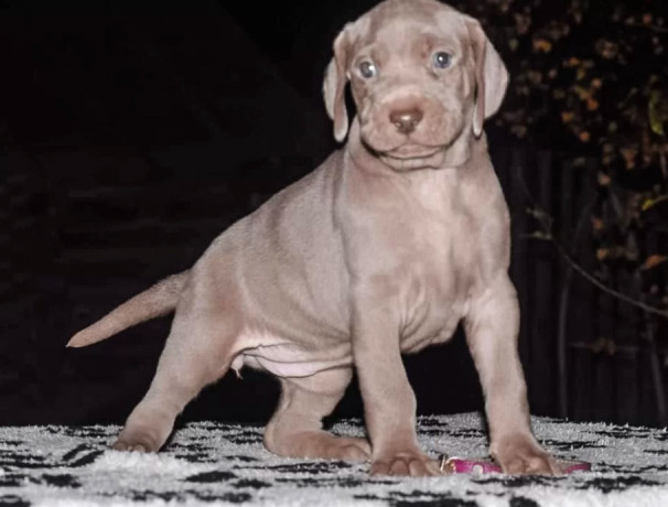 weimaraner-puppies-for-sale-in-dallas-tx-big-1