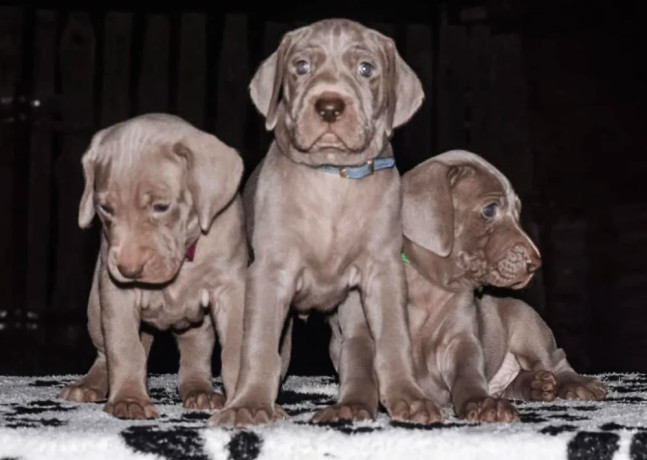 weimaraner-puppies-for-sale-in-dallas-tx-big-0