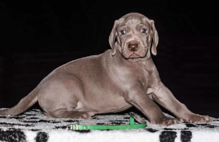 weimaraner-puppies-for-sale-in-dallas-tx-big-2