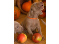 two-weimaraner-girls-for-sale-small-1