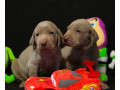 two-weimaraner-girls-for-sale-small-0