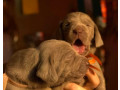 two-weimaraner-girls-for-sale-small-3