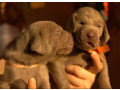 two-weimaraner-girls-for-sale-small-2