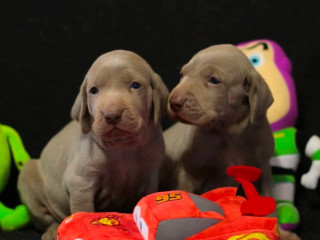 Two Weimaraner Girls for Sale