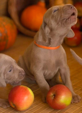 two-weimaraner-girls-for-sale-big-1