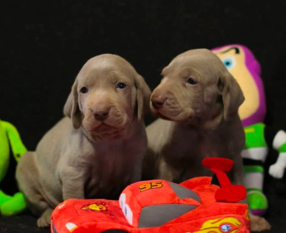 two-weimaraner-girls-for-sale-big-0