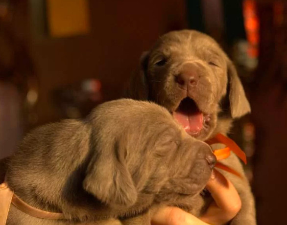 two-weimaraner-girls-for-sale-big-3