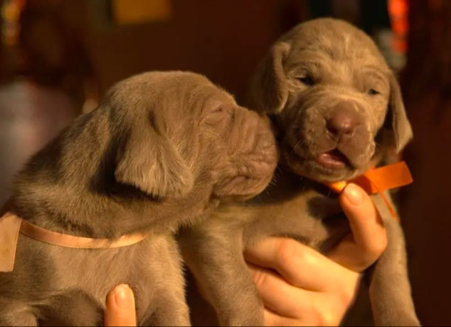 two-weimaraner-girls-for-sale-big-2