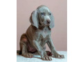 weimaraner-girl-for-sale-in-phoenix-az-small-0