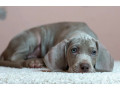 weimaraner-girl-for-sale-in-phoenix-az-small-1