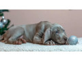 weimaraner-girl-for-sale-in-phoenix-az-small-2