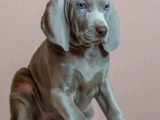 Weimaraner Girl for Sale in Phoenix, AZ