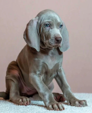 weimaraner-girl-for-sale-in-phoenix-az-big-0