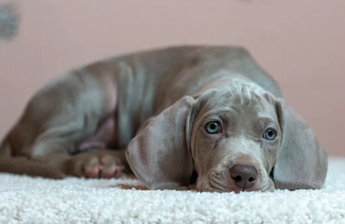 weimaraner-girl-for-sale-in-phoenix-az-big-1