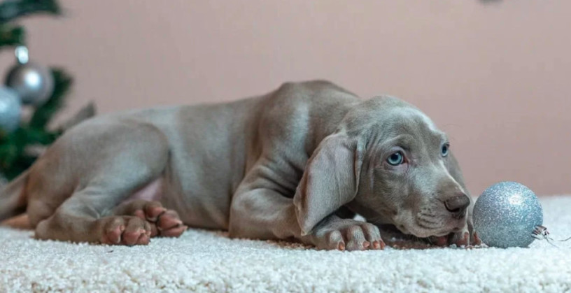 weimaraner-girl-for-sale-in-phoenix-az-big-2