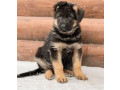 123-3-month-old-german-shepherd-girl-for-sale-in-bronx-ny-small-3