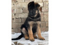 123-3-month-old-german-shepherd-girl-for-sale-in-bronx-ny-small-4