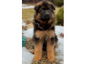 123-3-month-old-german-shepherd-girl-for-sale-in-bronx-ny-small-0