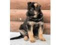 123-3-month-old-german-shepherd-girl-for-sale-in-bronx-ny-small-1