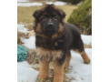 123-3-month-old-german-shepherd-girl-for-sale-in-bronx-ny-small-2