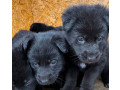 german-shepherd-puppies-for-sale-in-dallas-tx-small-1