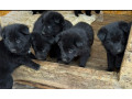 german-shepherd-puppies-for-sale-in-dallas-tx-small-2