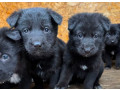 german-shepherd-puppies-for-sale-in-dallas-tx-small-0