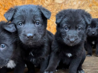 German Shepherd Puppies for Sale in Dallas, TX