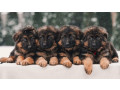 german-shepherd-puppies-available-boys-and-girls-small-0