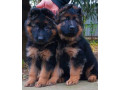 german-shepherd-puppies-available-boys-and-girls-small-1