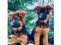 german-shepherd-puppies-available-boys-and-girls-small-3