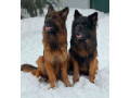 german-shepherd-puppies-available-boys-and-girls-small-2