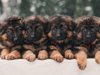 German Shepherd Puppies Available: Boys and Girls