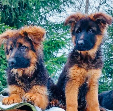 german-shepherd-puppies-available-boys-and-girls-big-3