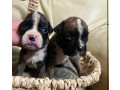 boxer-puppies-for-sale-in-fort-wayne-in-small-0